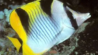 Chaetodon falcula
