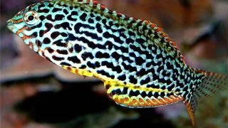 Macropharyngodon Meleagris (Blackspotted Wrasse)