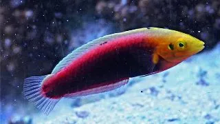 Halichoeres Iridis (Radiant Wrasse)
