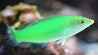 Halichoeres Chloropterus (Pastel-green wrasse)