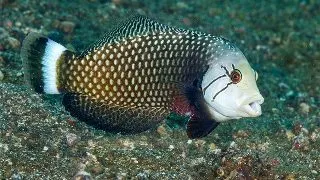 Rockmover wrasse juv