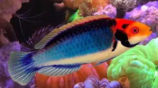 Peste marin Red Eye Wrasse Cirrhilabrus solorensis
