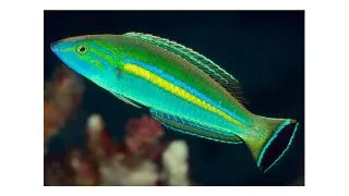 Pseudojuloides cerasinus Smalltail wrasse