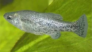 Ameca Splendens