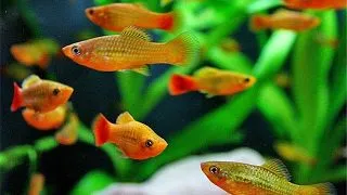 Xiphophorus variatus