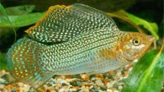 Poecilia velifera green