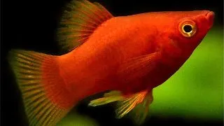 Xiphophorus maculatus coral red