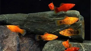 Xiphophorus maculatus mix