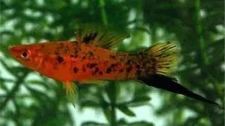 Xiphophorus helleri berlin