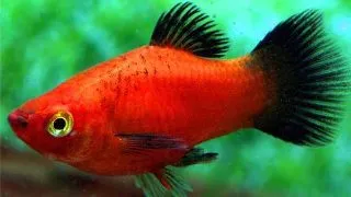 Xiphophorus maculatus red wagteil