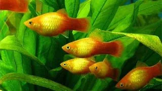 Xiphophorus maculatus sunset