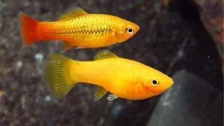Xiphophorus variatus orange gold