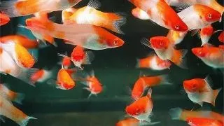 Peste acvariu Xiphophorus helleri koi