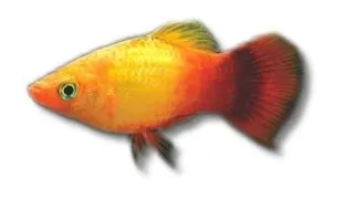 Xiphophorus maculatus apple tricolour