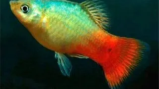 Xiphophorus maculatus blue - red