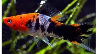 Xiphophorus helleri koi tricolour