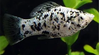 Poecilia latipinna silver marmor