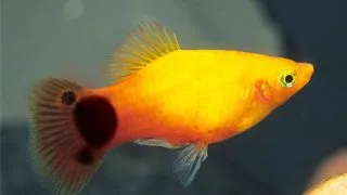 Platy Mickey Mouse