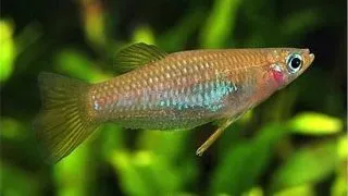 Alfaro cultratus