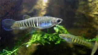 Neoheterandria elegans
