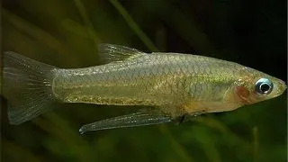 Girardinus	falcatus