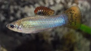 Poecilia salvatoris