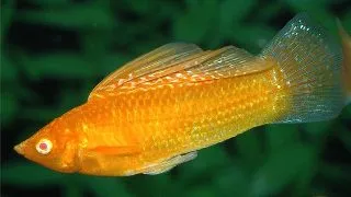 Poecilia latipinna baloon molly yellow