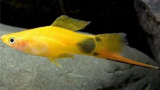 Xiphophorus helleri mickey mouse