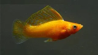 Poecilia latipinna red gold