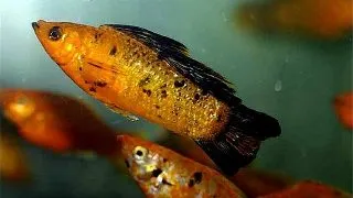 Poecilia velifera	gold leopard