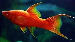 Xiphophorus helleri wien lyra