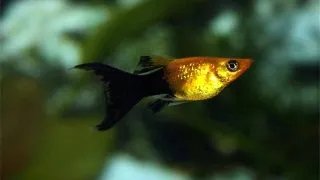 Poecilia sphenops gold black molly