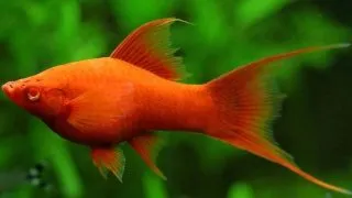 Xiphophorus helleri red lyra