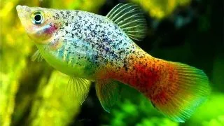 Xiphophorus maculatus calico Blue