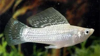 Poecilia velifera silver
