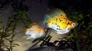 Poecilia latipinna baloon gold leopard
