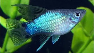 Xiphophorus maculatus blue mickey mouse HF