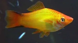 Xiphophorus maculatus kometa