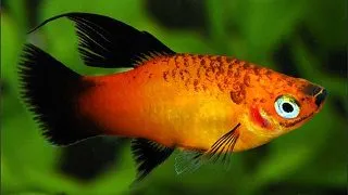 Xiphophorus maculatus sunset Hi Fin
