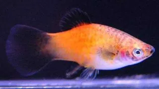Xiphophorus maculatus pineaple wg