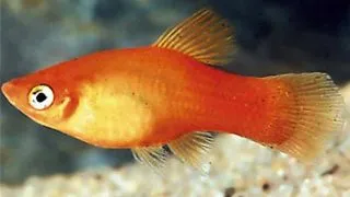 Xiphophorus maculatus mary gold