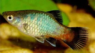 Xiphophorus maculatus rainbow