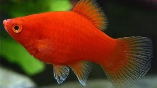 Xiphophorus maculatus red