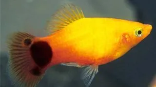 Xiphophorus maculatus golden mickey mouse HF