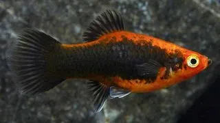 Xiphophorus maculatus red tuxedo