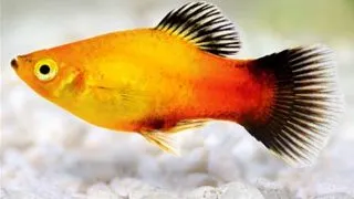 Xiphophorus maculatus golden WG