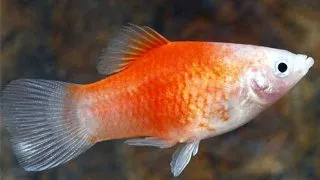 Xiphophorus maculatus red &amp; white