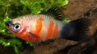 Xiphophorus maculatus tiger panda