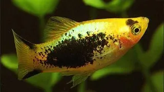 Xiphophorus maculatus Gold Red Tuxedo