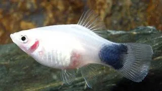 Xiphophorus maculatus white mickey mouse